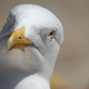 Image for article titled What Kind of Birds Are the Kardashians?
